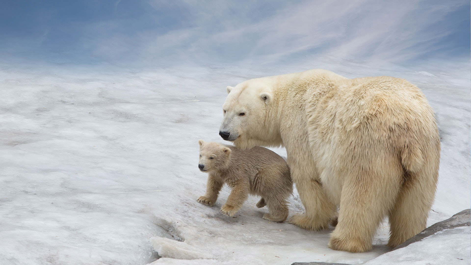 1920X1080_Orso-polare 1920X1080_Orso-polare